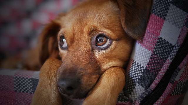 Hundekurv bedst i test: Find den perfekte kombination af stil og komfort